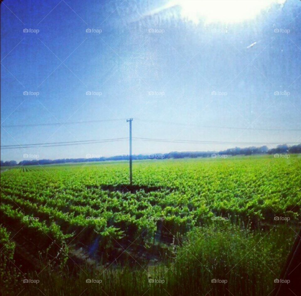 Farm field 