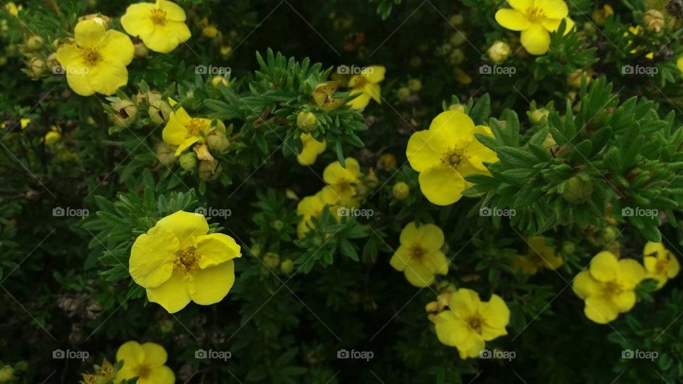 little yellow flowers