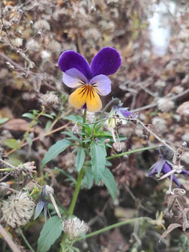 Lonely beauty