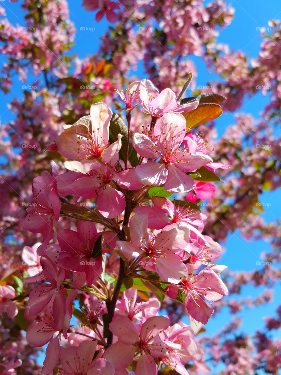 Flowers blooming on tree