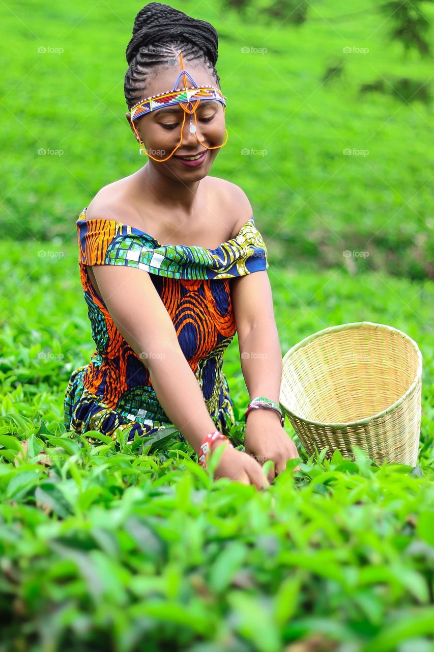 A beautiful Black African woman Plucking green tea wearing African traditional clothes, with a beautiful smile on her face.