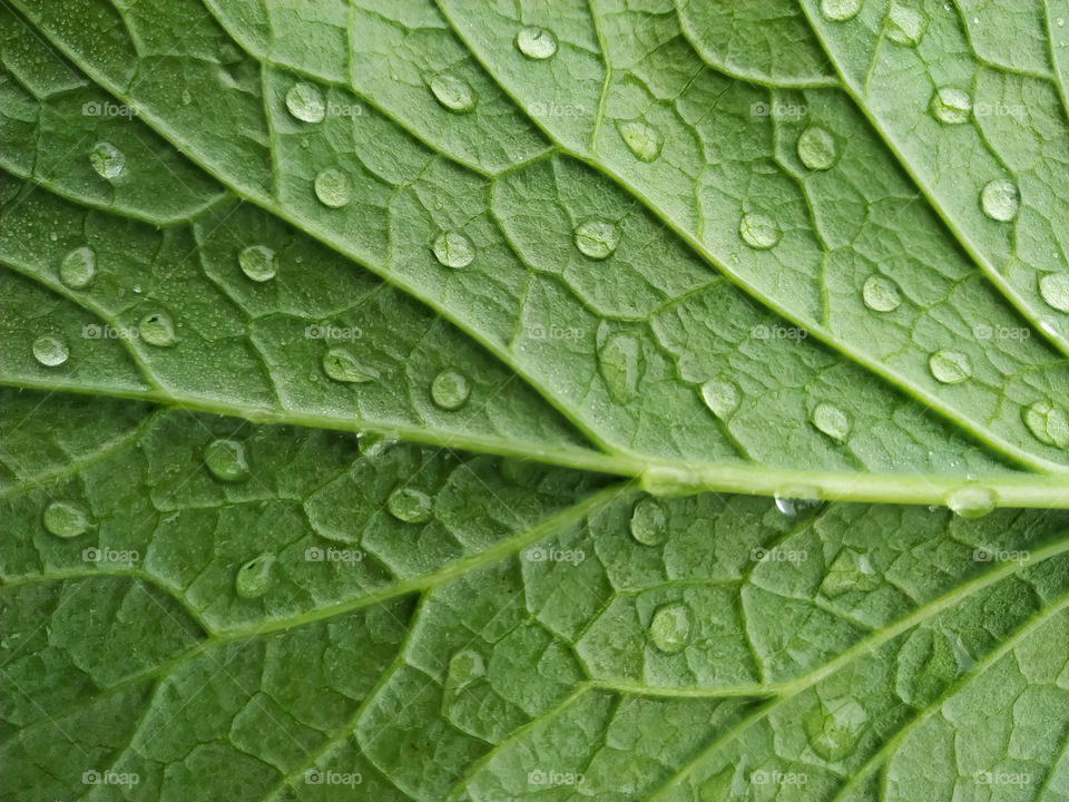 full frame shot of green leaf drop