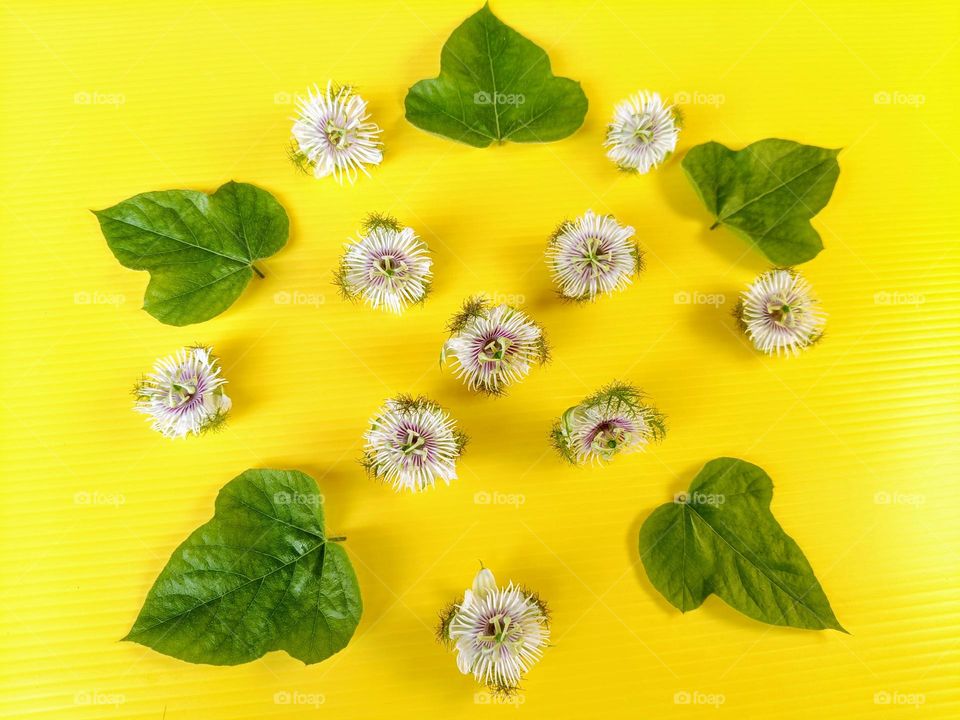 Stinking Passion flowers and leaves on yellow background.