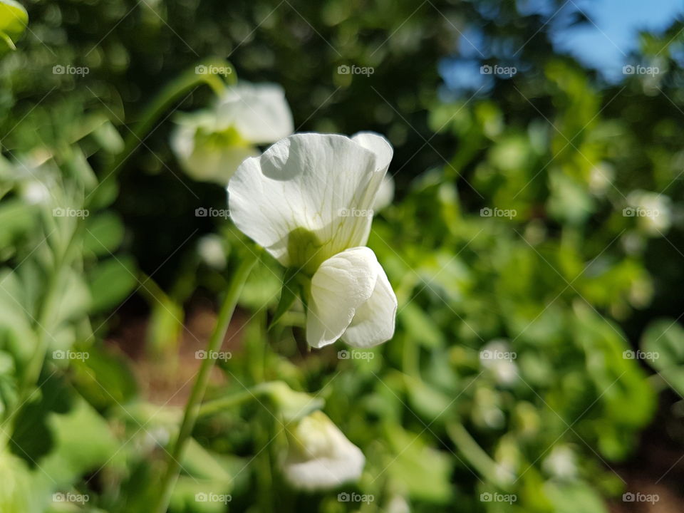 peas Flower