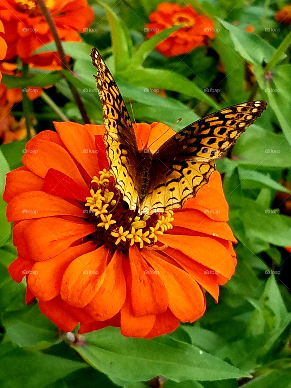Butterfly on flower