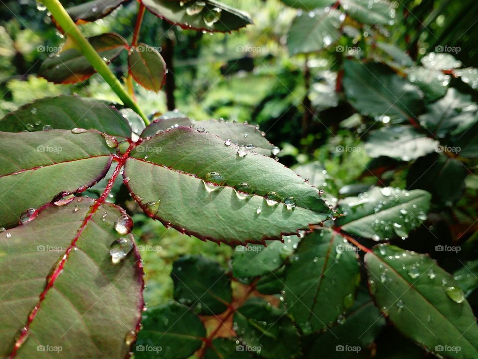 rain drops on leaf