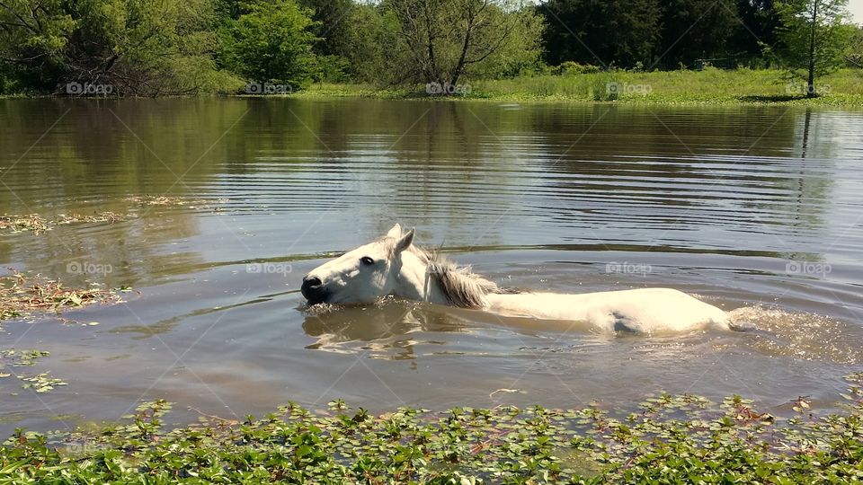 Gray white horse swimming in a pond in spring