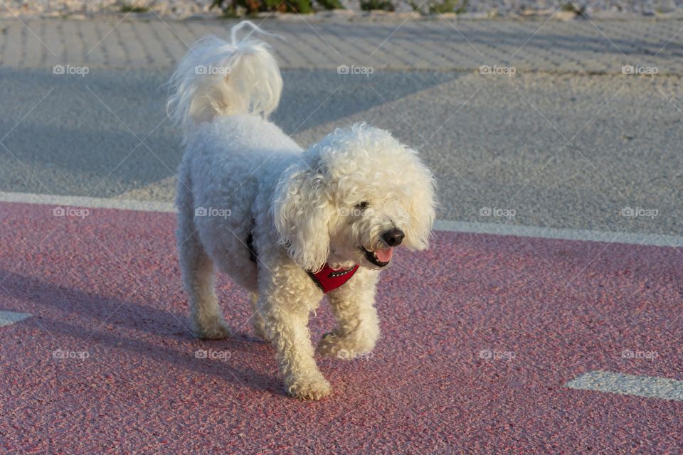 White little poodle in a walk