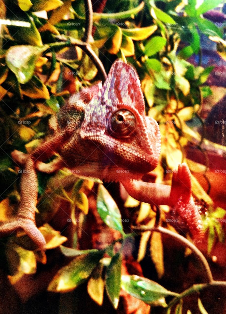 Chameleon lizard waving