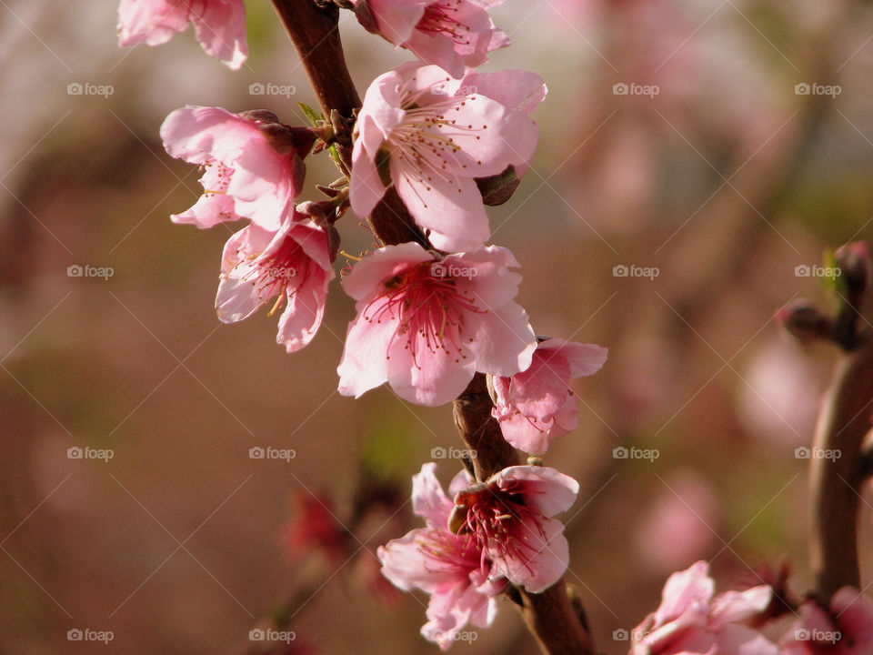 spring flowers nature pink by hofit25