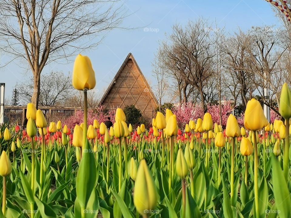 tulips