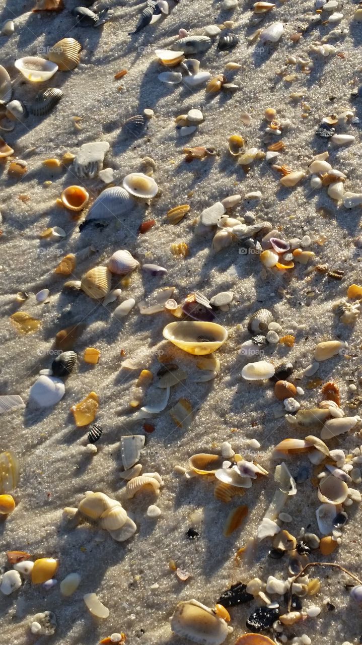 Shells on SGI Beach