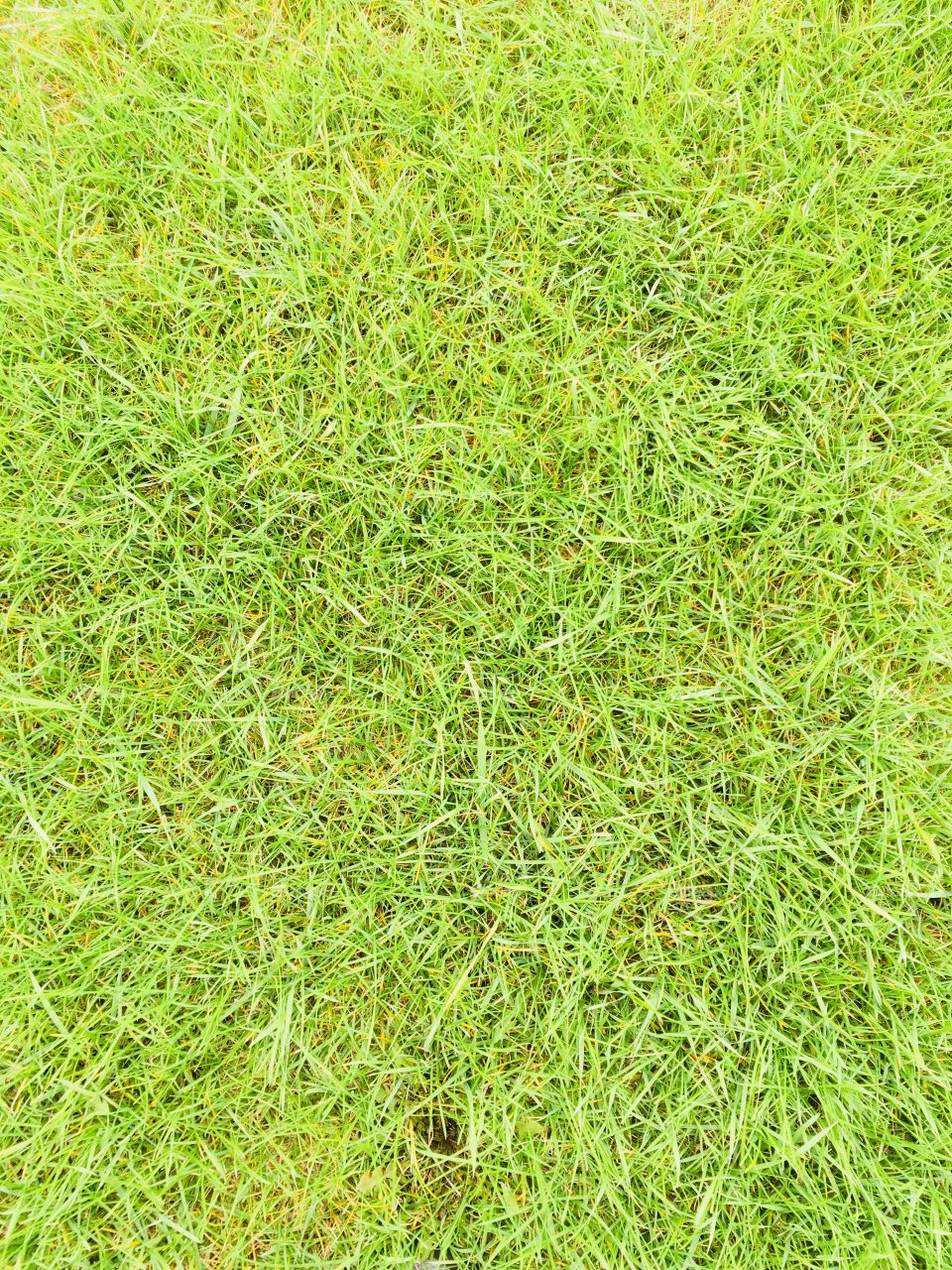 Lovely  green grass floor