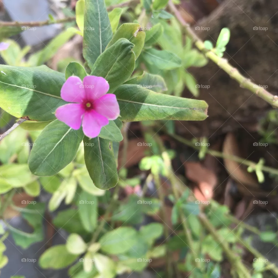 Flor 