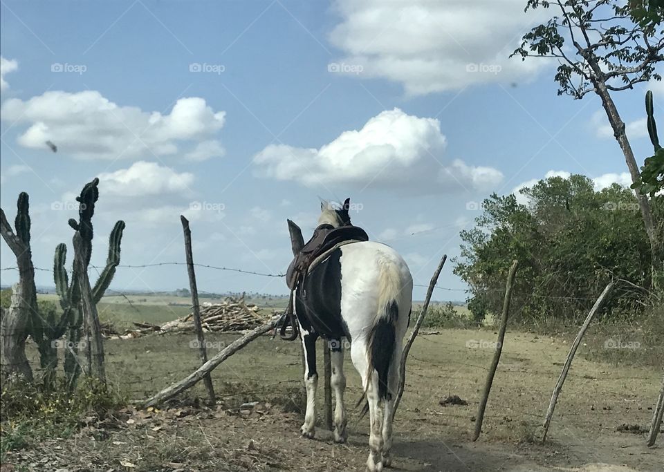 Rural. An open field of a farm with a horse on a sunny day.
