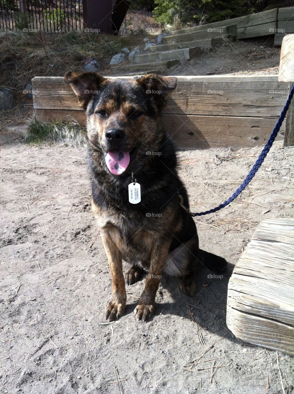 Critter the spotted tongue pup waiting patiently for their walk to continue. 