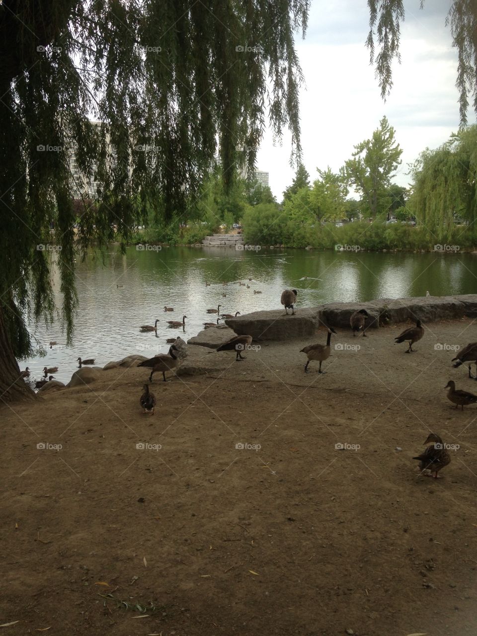 Don't feed the birds