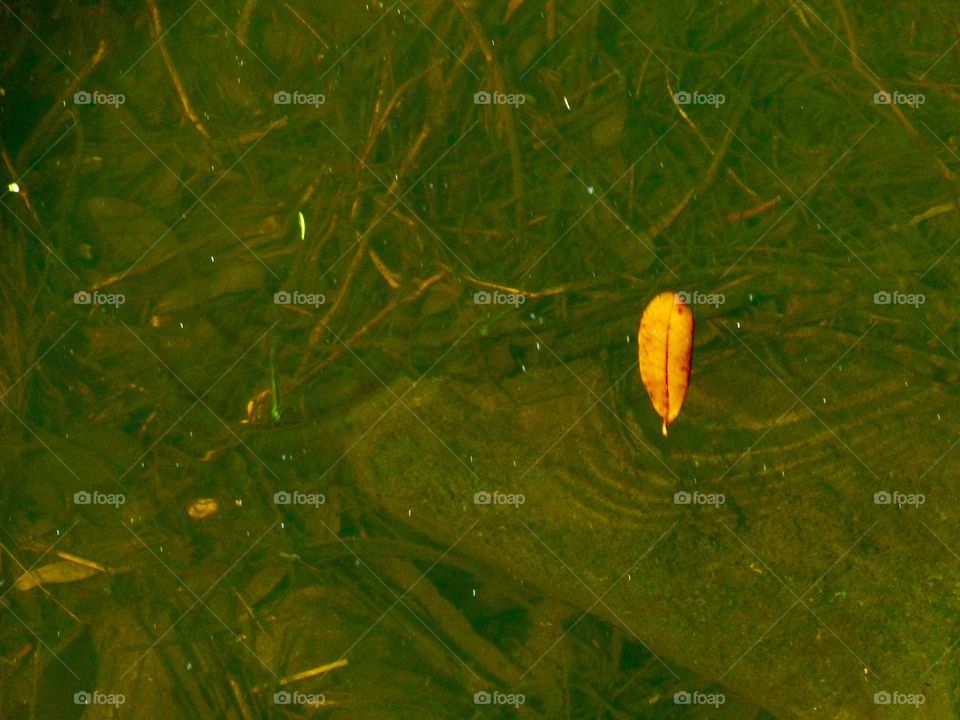 Single leaf in water