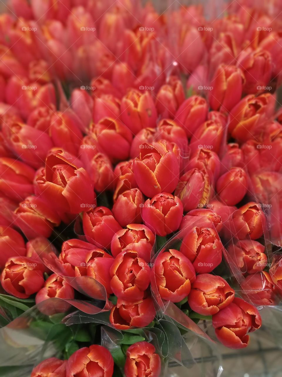 Beautiful red tulips