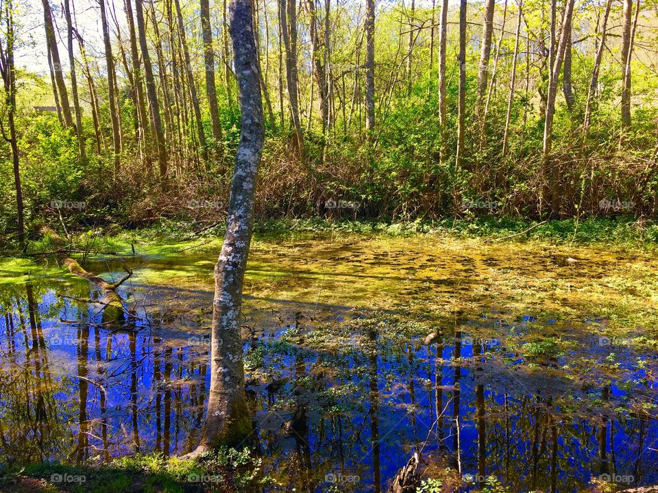 Park Pond