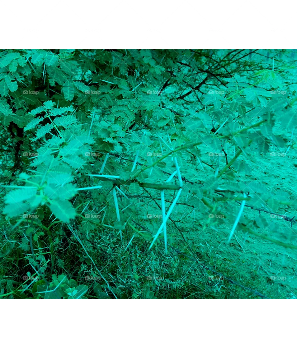 jungle tree image
