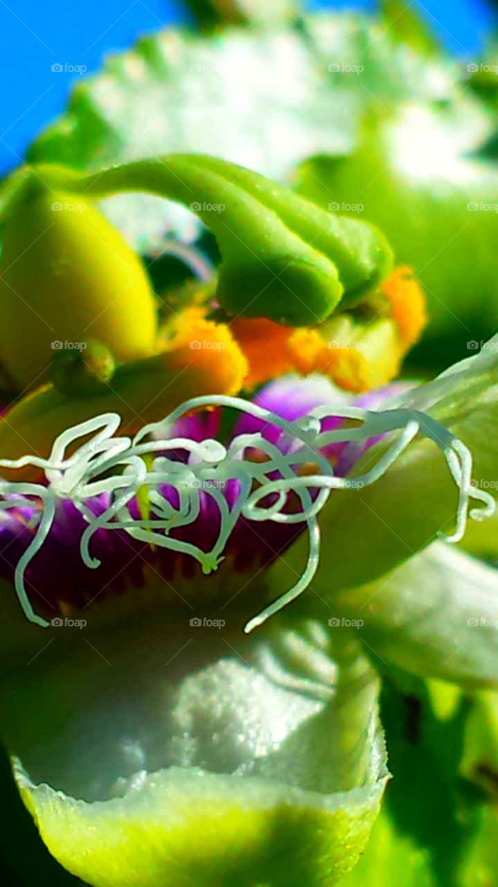 "Passion Flower In Bloom"