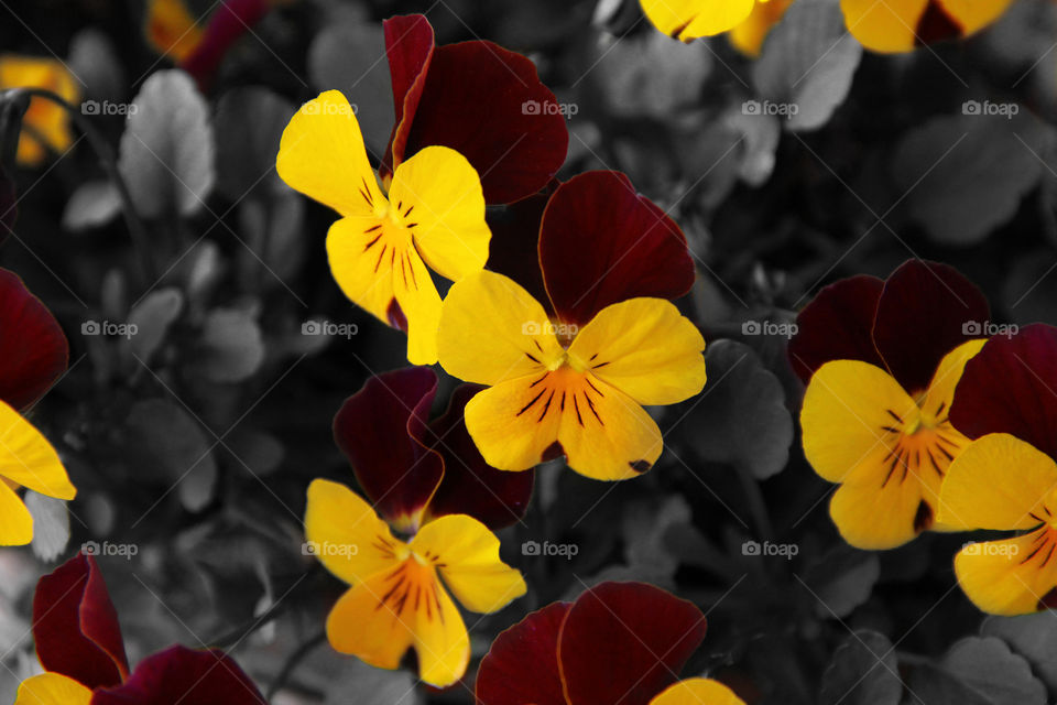 red and yellow flowers