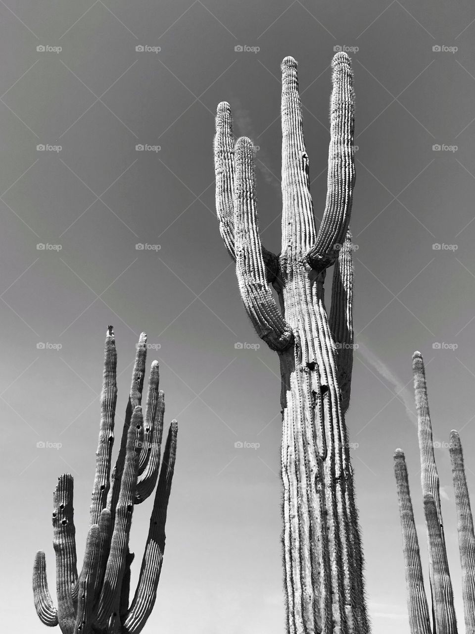 Saguaro cacti in Arizona 