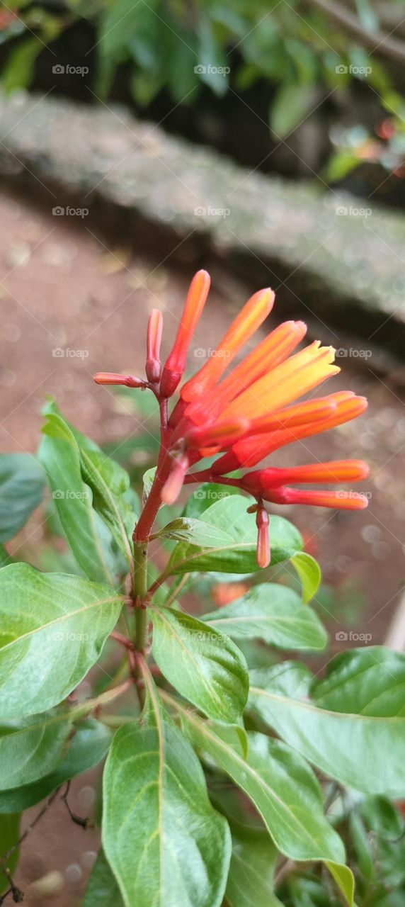 My Garden Collection.