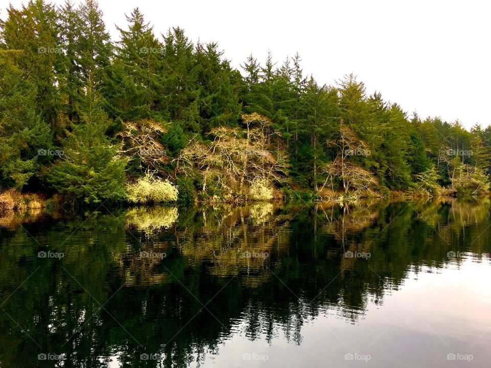 Trees reflected on river