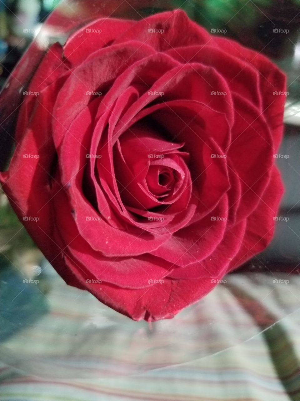 A rose is a rose