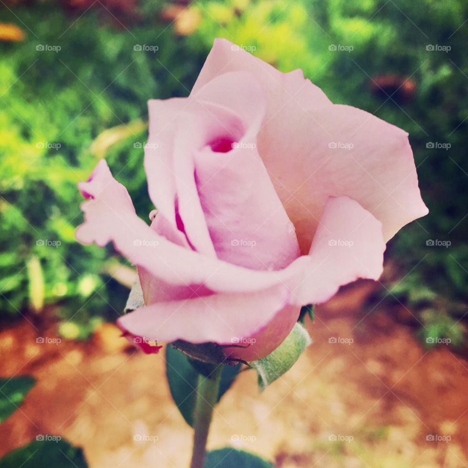 🌹 🇺🇸 Very beautiful flowers to brighten our day.  Live nature and its beauty. Did you like the delicate petals? / 🇧🇷 Flores muito bonitas para alegrar nosso dia. Viva a natureza e sua beleza. Gostaram das pétalas delicadas? 