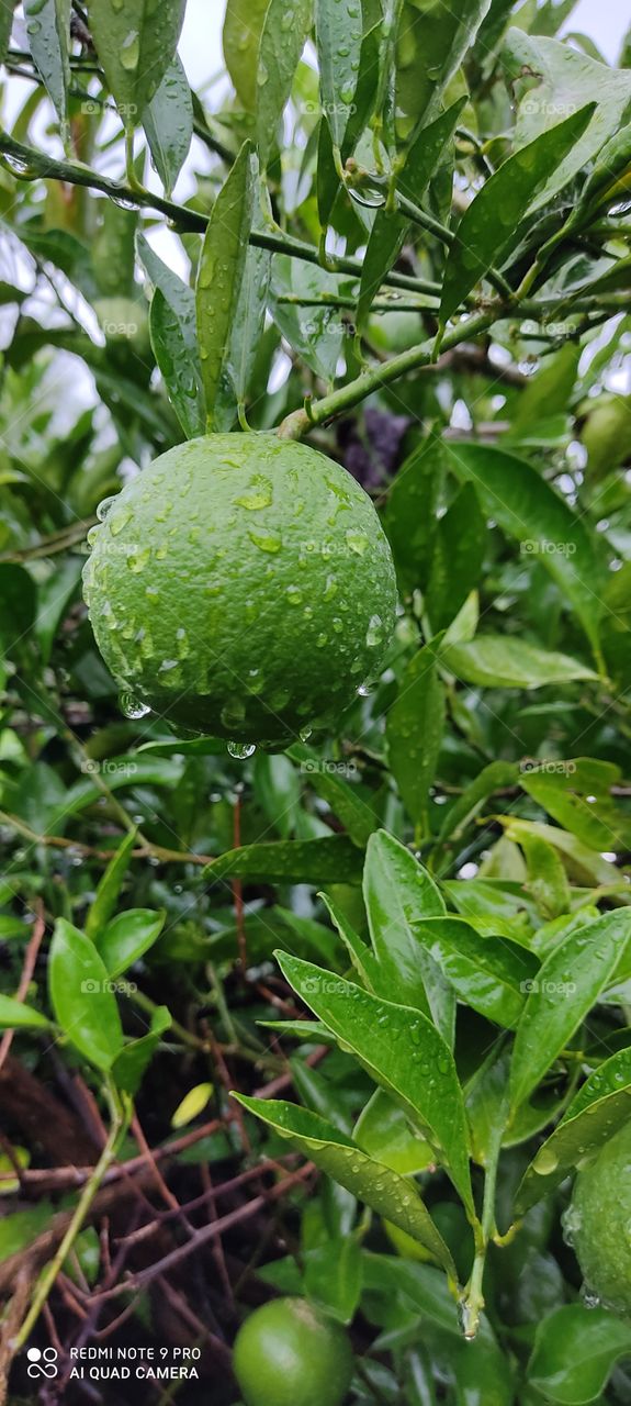 Orange with water butterfly