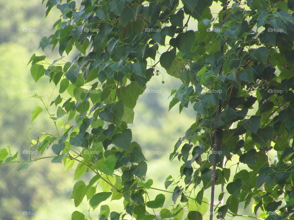 can't see the forrest for the trees