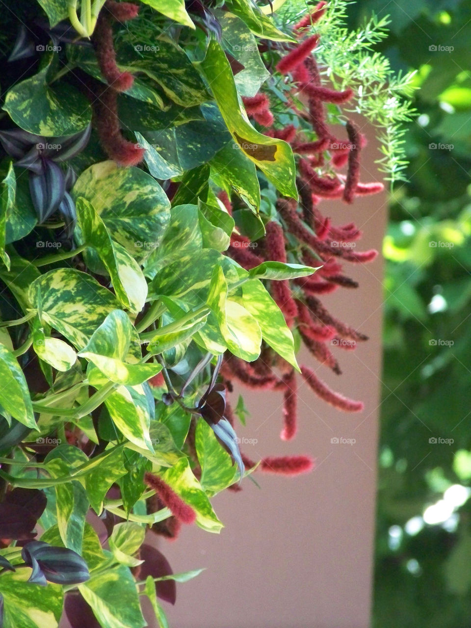 flowers plant florida orlando by tonyalynn