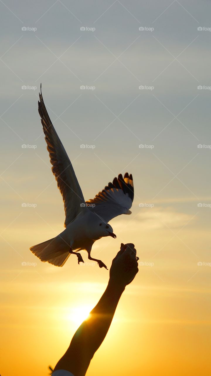 seagull sunset