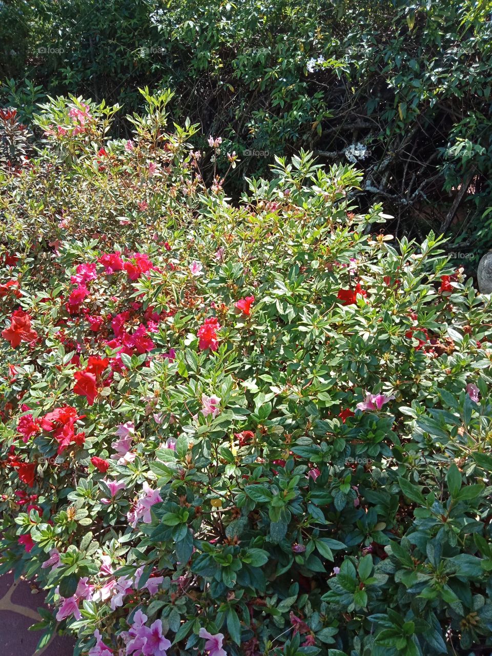 bushes with flowers