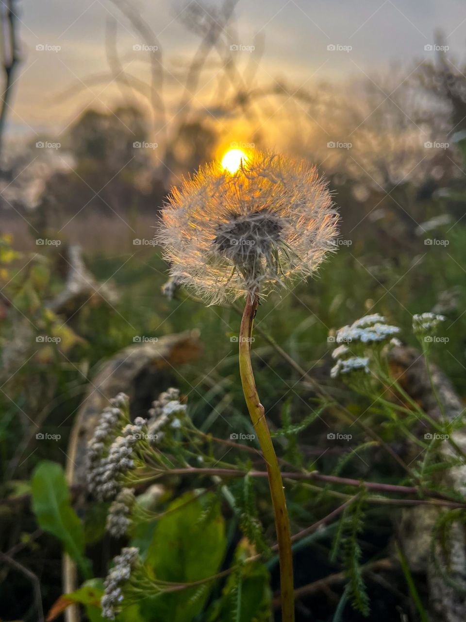 Tender warm sunset evening in garden full of flowers and trees, little puffy dandelion
