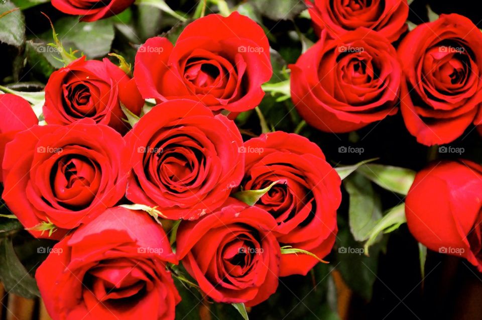 Red Roses