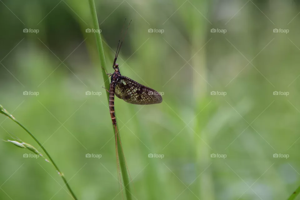 Eintagsfliege am Grashalm
