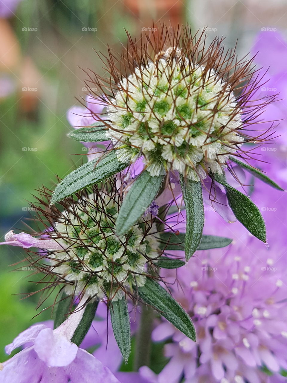 Scabious seed head close up