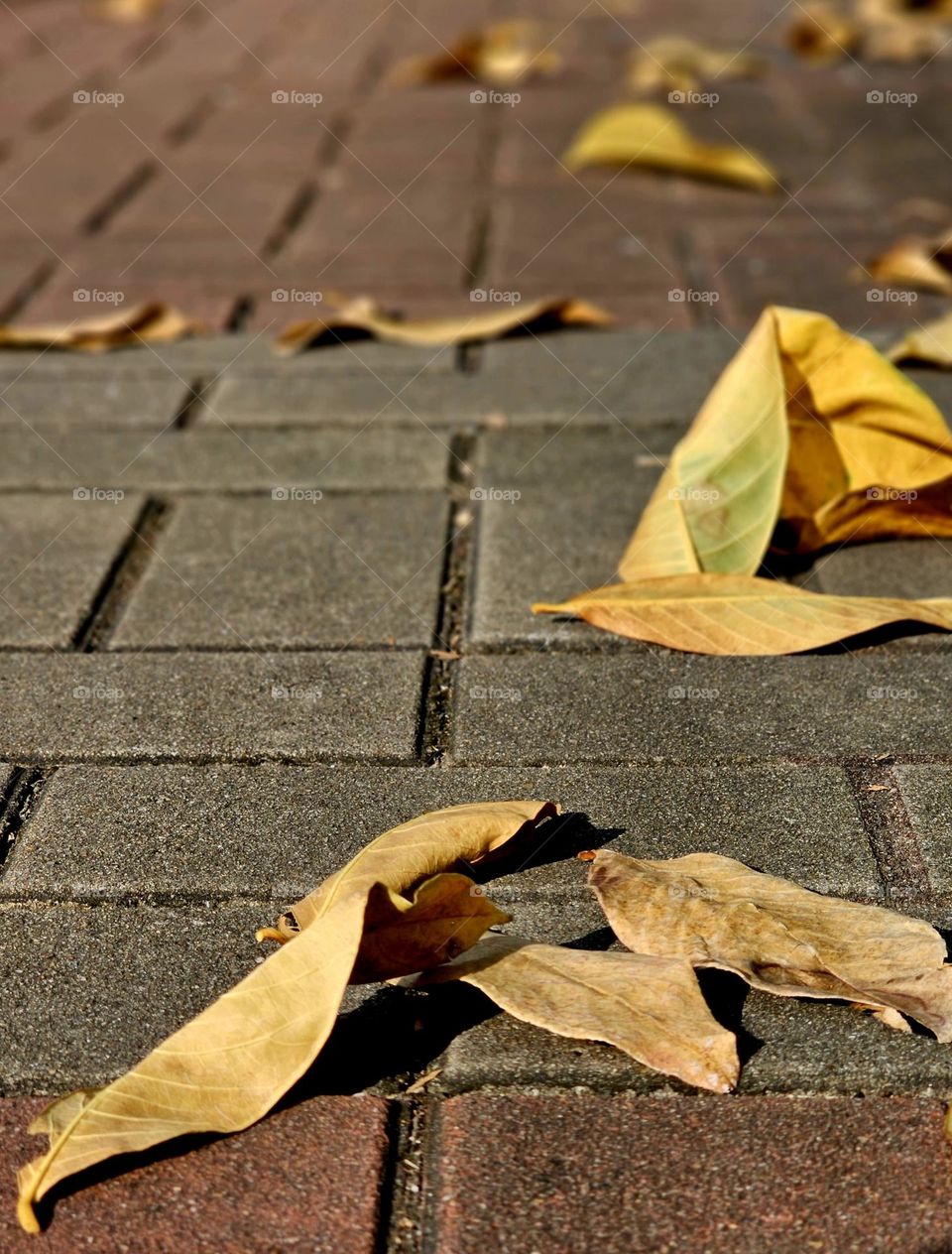 Fallen yellow leaves