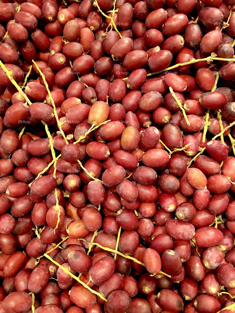 Red dates photo , special red dates from United Arab Emirates deserts 