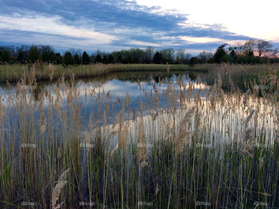 Scenic view of lake in forest