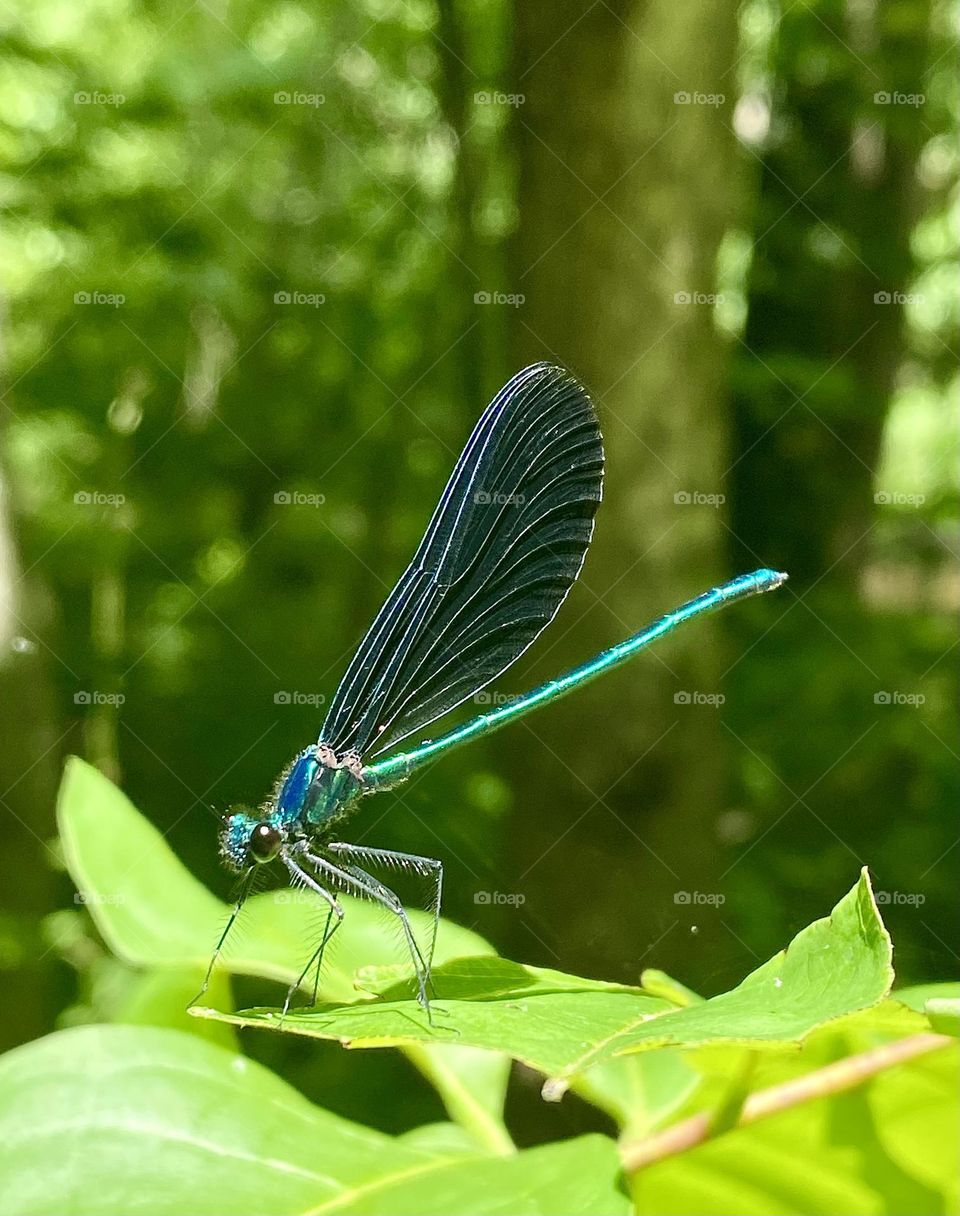 An ebony Jewelwing damselfly sitting on a leaf