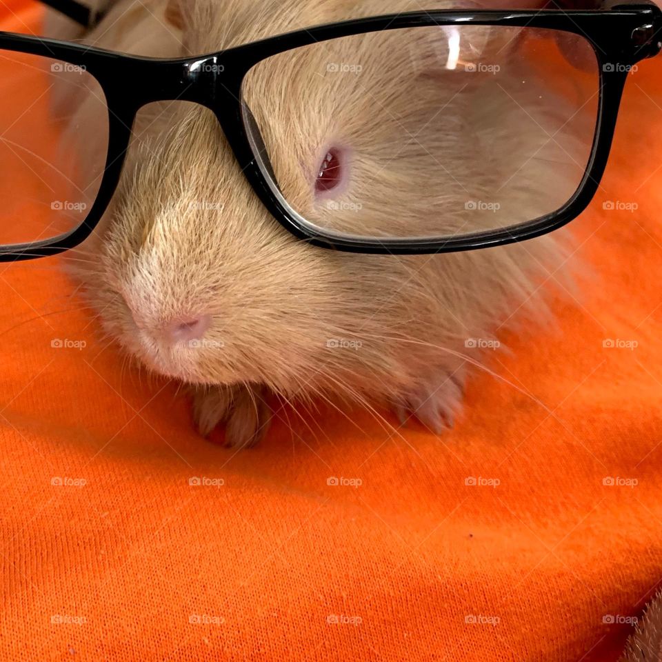 guinea pig wearing glasses