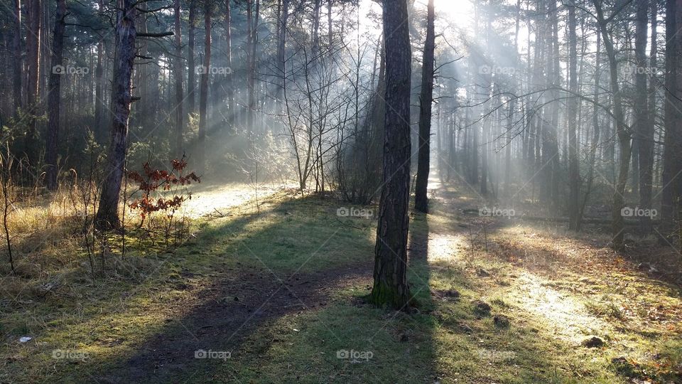 morning rays. while jogging