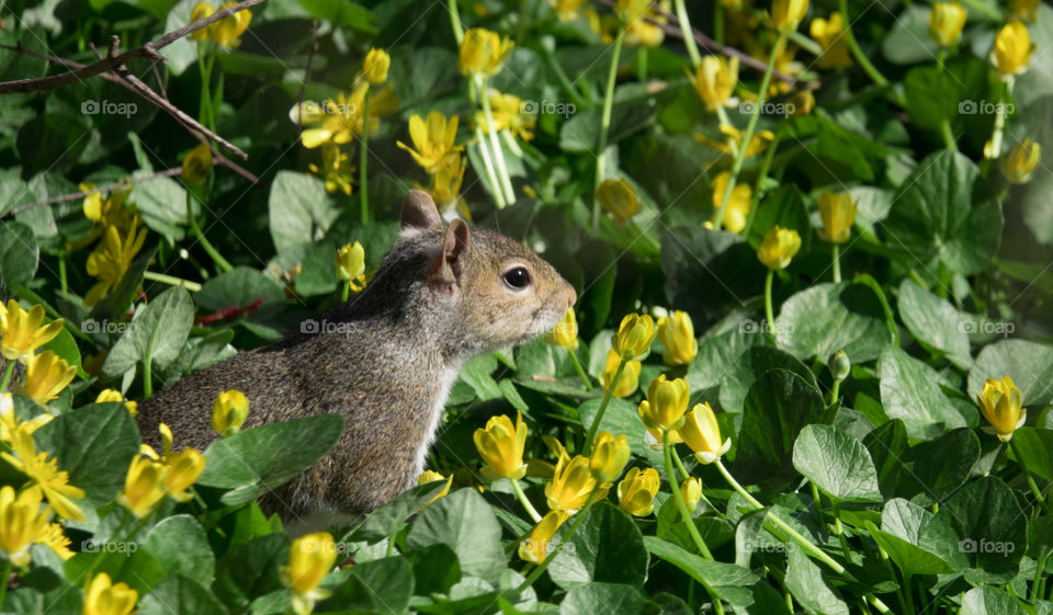 Squirrel stops to smell the flowers one spring morning.