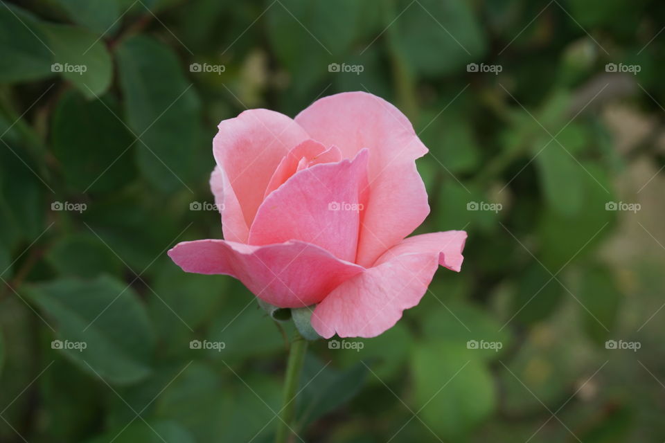 close up pink rose.
