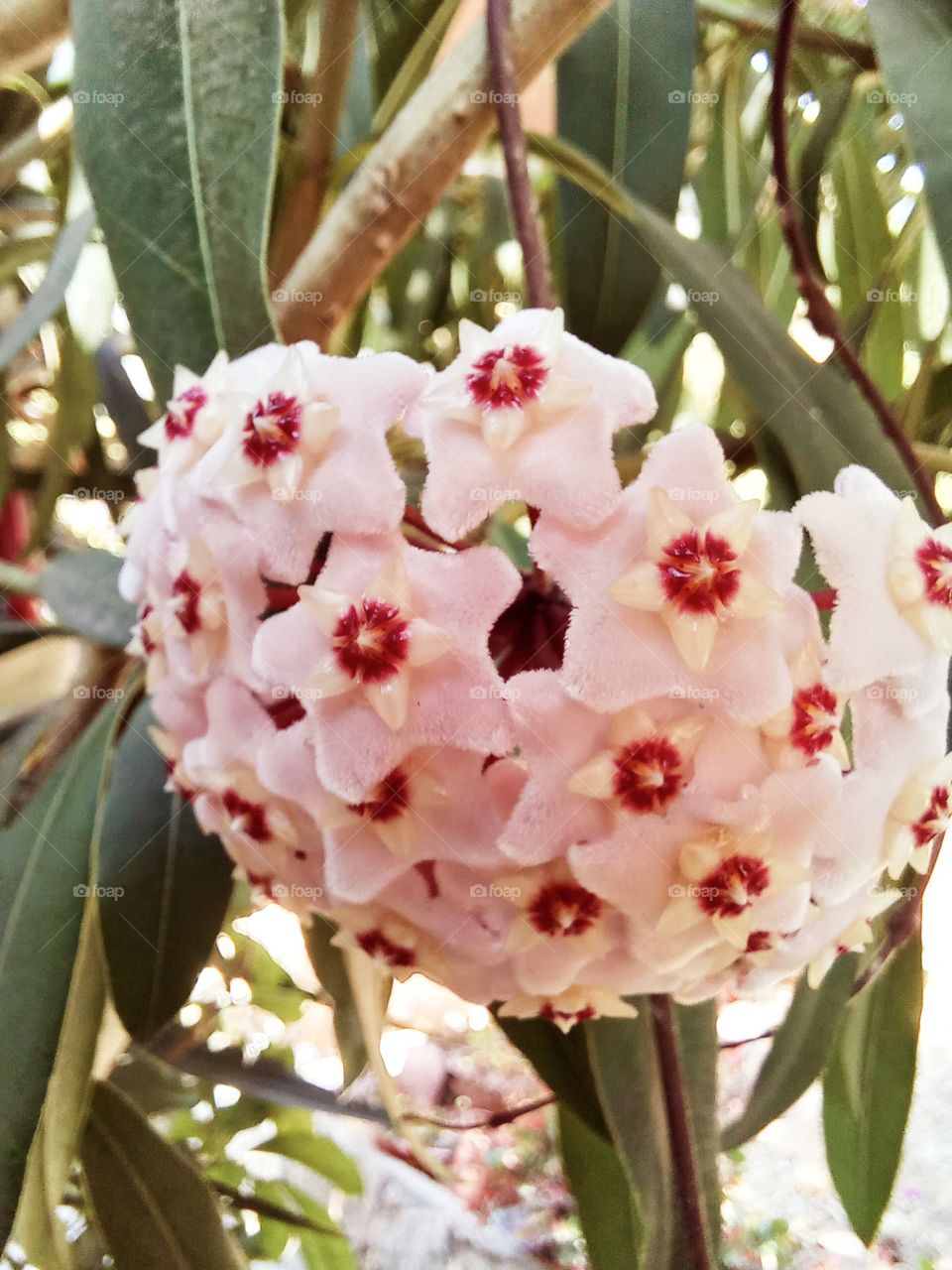 Hoya carnosa